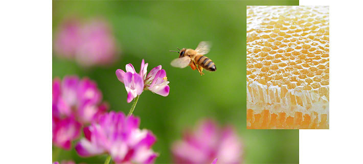 花の周りを飛ぶミツバチとその巣